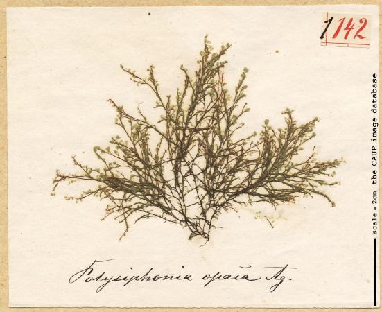 Polysiphonia opaca_142.jpg